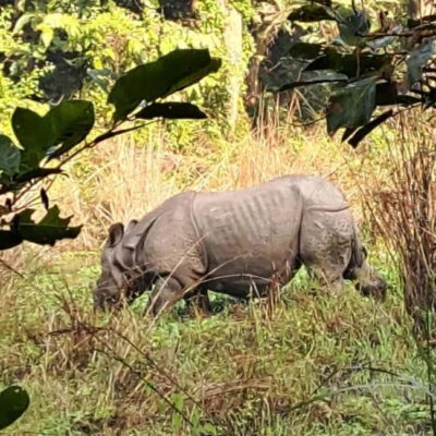 3-Day Chitwan Safari Tour with Hotel Transfers