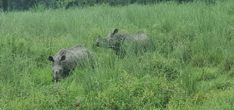 Kathmandu: 3-Day Chitwan Safari Tour with Hotel Transfers - Day 2: crocodiles, a jungle walk, and the main safari