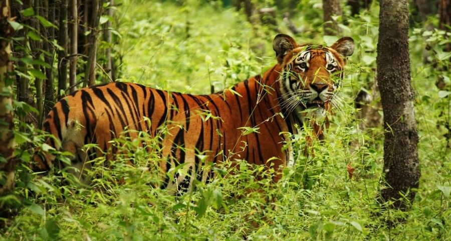Kathmandu: 4-Day Private Chitwan National Park Safari Tour - Should you book it?