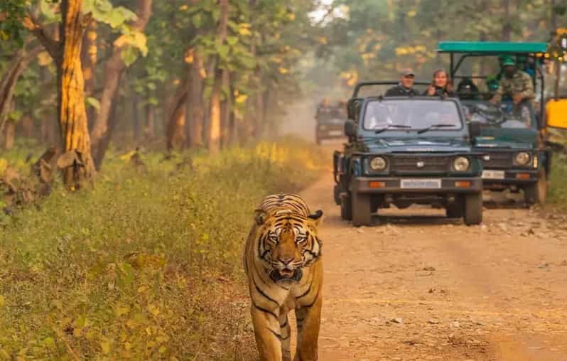 Kathmandu: 4-Day Private Chitwan National Park Safari Tour - What the private setup really adds