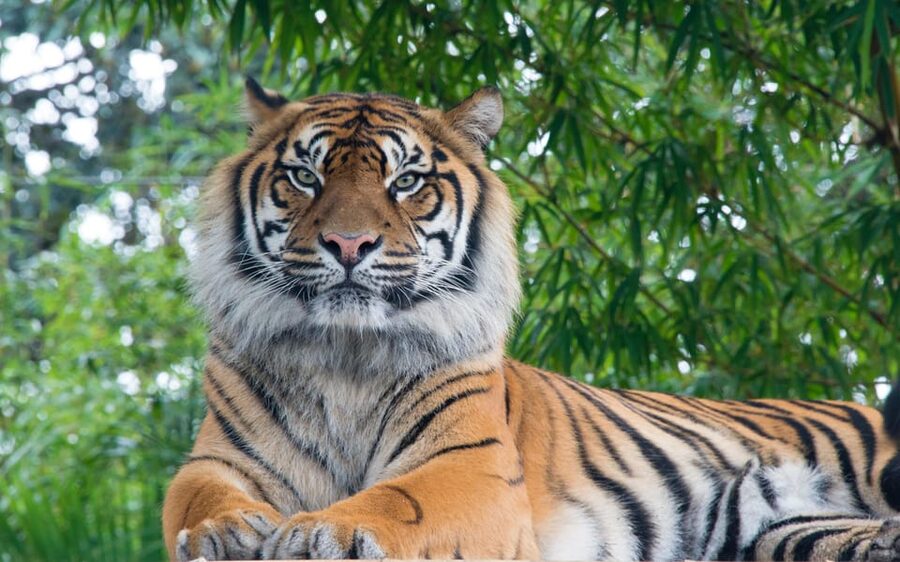 Kathmandu: 4-Day Private Chitwan National Park Safari Tour - Who should book this Chitwan safari?