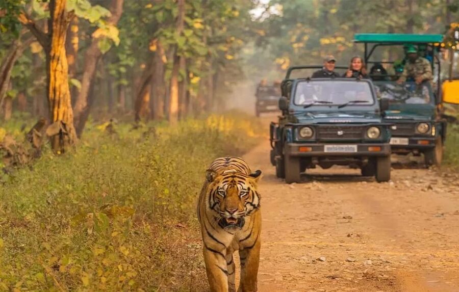 Kathmandu: 4-Day Private Chitwan National Park Safari Tour - Day two: jeep tracks, rhinos, and the Rapti River