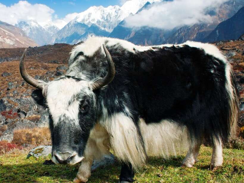 Kathmandu: 6 Days Langtang Valley Trek with Kyanjin Ri - Day 4: Kyanjin Ri before descending to Thangsyap