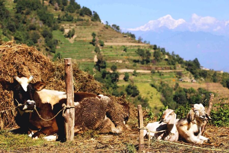 Kathmandu: Chisapani Nagarkot 3-Days 2-Nights Trek - Who should book this trek?