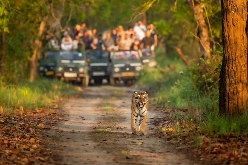 Kathmandu/Pokhara: 3 Day Chitwan Jungle Safari Tour - Is $129 good value for three days?