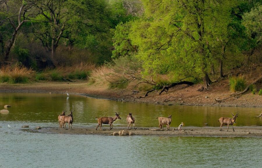 Kathmandu/Pokhara: Wildlife, Culture and Jungle Safari Tour - Key points to know before you book