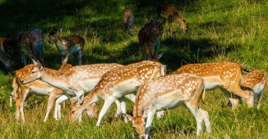 Kathmandu/Pokhara: Wildlife, Culture and Jungle Safari Tour - Why Chitwan makes a good break from Kathmandu or Pokhara
