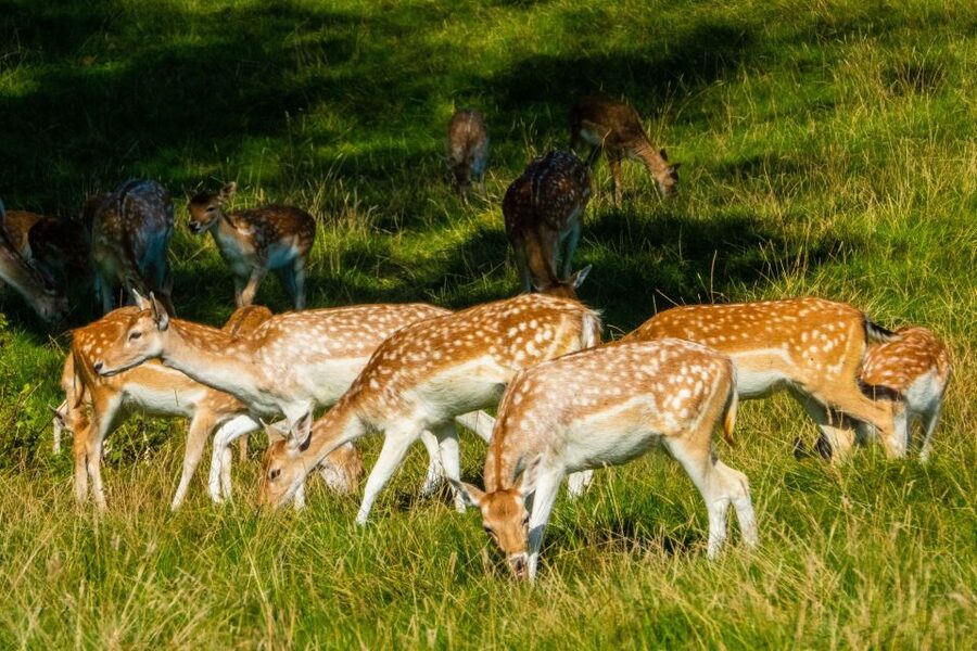 Kathmandu/Pokhara: Wildlife, Culture and Jungle Safari Tour - Sauraha and your first evening