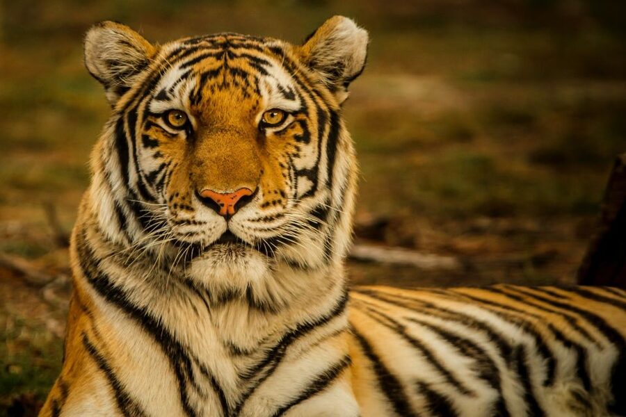 Kathmandu/Pokhara: Wildlife, Culture and Jungle Safari Tour - A full day around Chitwan National Park