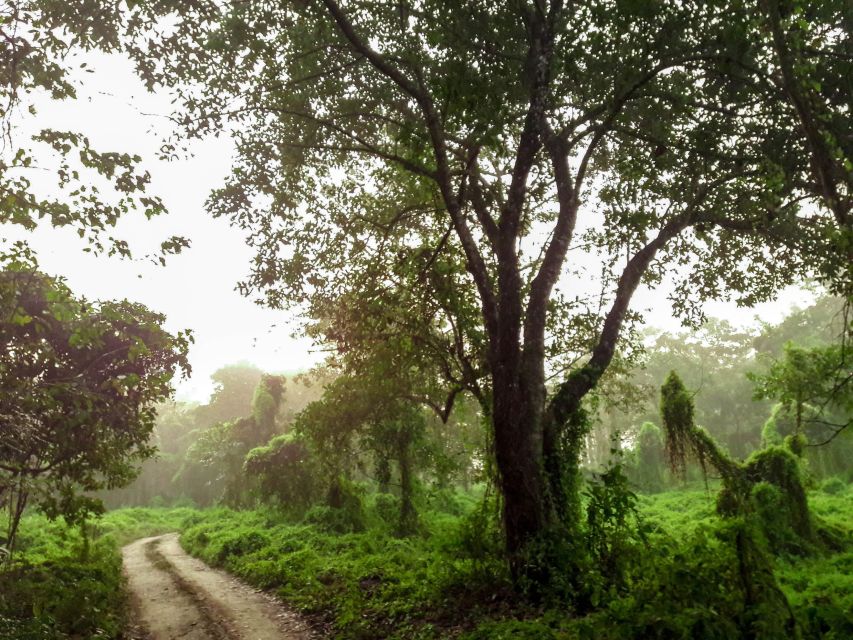 Kathmandu/Pokhara: Wildlife, Culture and Jungle Safari Tour - The journey from Thamel or Lakeside