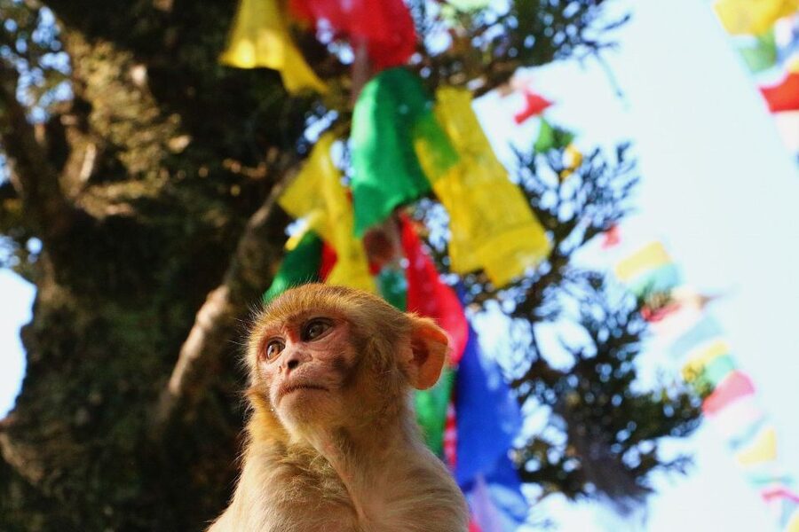 Kathmandu: Private City Guided Tour - Traffic, timing, and the six-hour limit