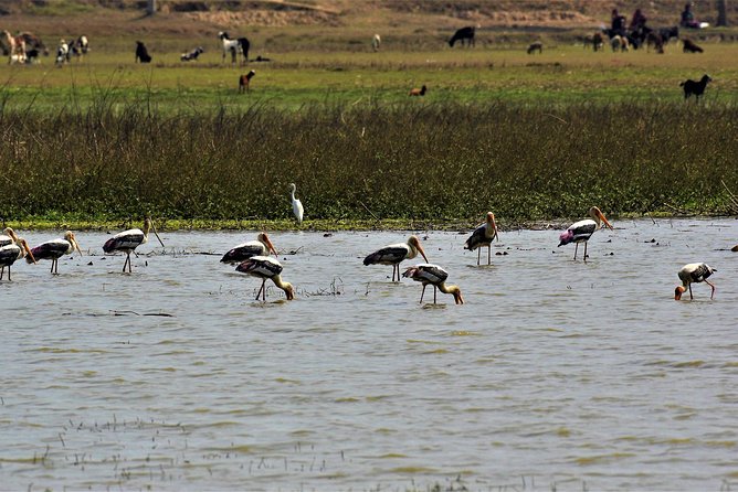 Nepal Birding - Kathmandu birding with a route question to settle