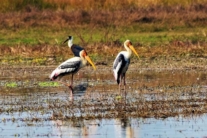 Nepal Birding - Walking through the forested foothills
