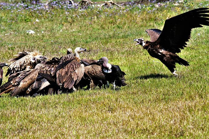 Nepal Birding - The birds you may look for