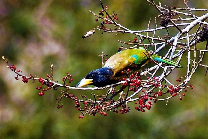 Nepal Birding - What makes the guides useful