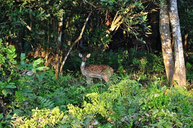 Nepal Classic Tour -12 Days - Chitwan brings rhinos, crocodiles, and a four-hour jeep safari
