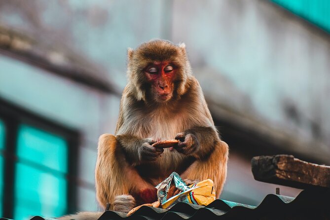 Nepal Cultural Highlights Tour in 10 Days - Day 9: Bandipur on the return to Kathmandu