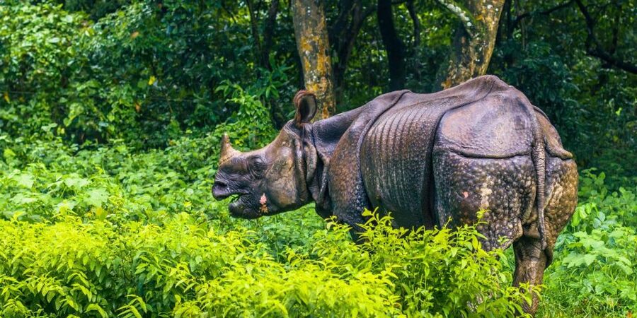 Pokhara: 1 Night 2 Day Chitwan Safari Tour - Nature walk and sunset outing