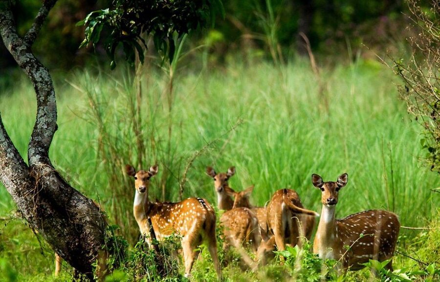 Pokhara: 1 Night 2 Day Chitwan Safari Tour - Who should book this Chitwan safari?