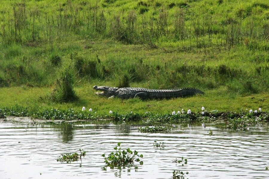 Pokhara: 1 Night 2 Day Chitwan Safari Tour - Booking advice before you commit