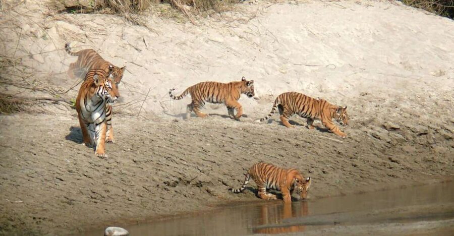 Pokhara: 1 Night 2 Day Chitwan Safari Tour - Jeep safari: your best chance for larger animals