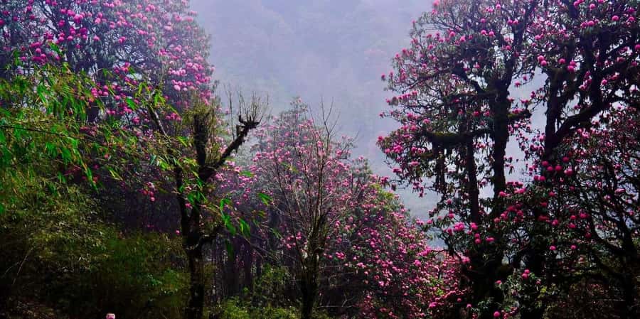 Pokhara: 3- days Poon Hill Trek - Who should choose this Poon Hill trek