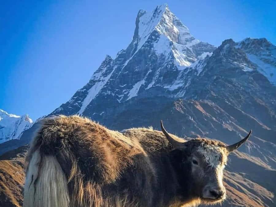 Pokhara: 4-Day Mesmerizing Mardi Himal Guided Trek - Day 1: Kande to Forest Camp through thick forest