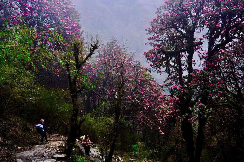 Pokhara: 4-Day Poon Hill and Ghandruk Guided Trek - Day 3: Poon Hill sunrise, then seven hours toward Ghandruk