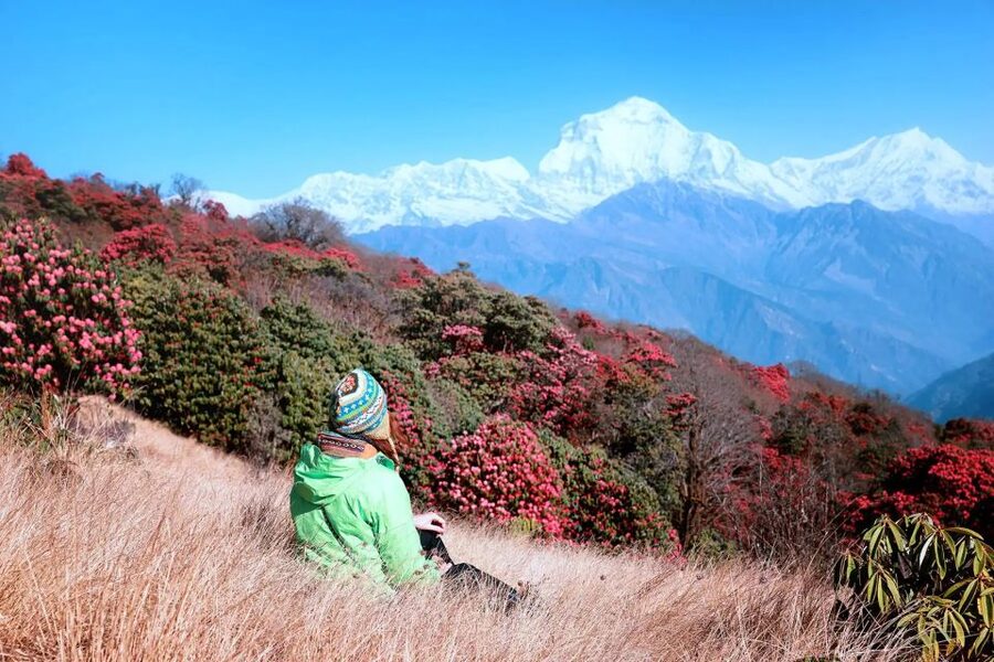 Pokhara: 5-Day Ghorepani and Poon Hill Private Trek - Day 4: Tadapani at 2,610 meters to Ghandruk at 1,940 meters