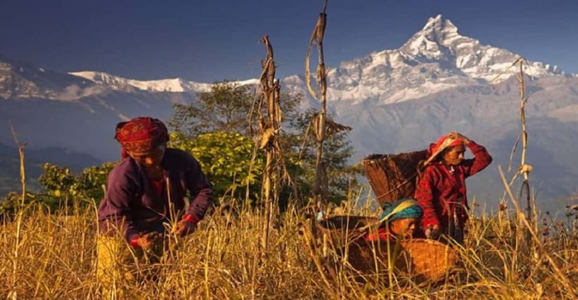 Pokhara: Annapurna Day Hike with Panoramic Views - Who should book this Pokhara hike?