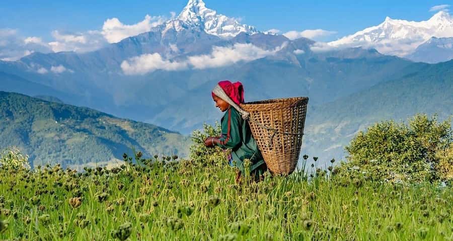 Pokhara: Guided Day Hike From Dampus To Australian Base Camp - Returning to Dhampus and Pokhara