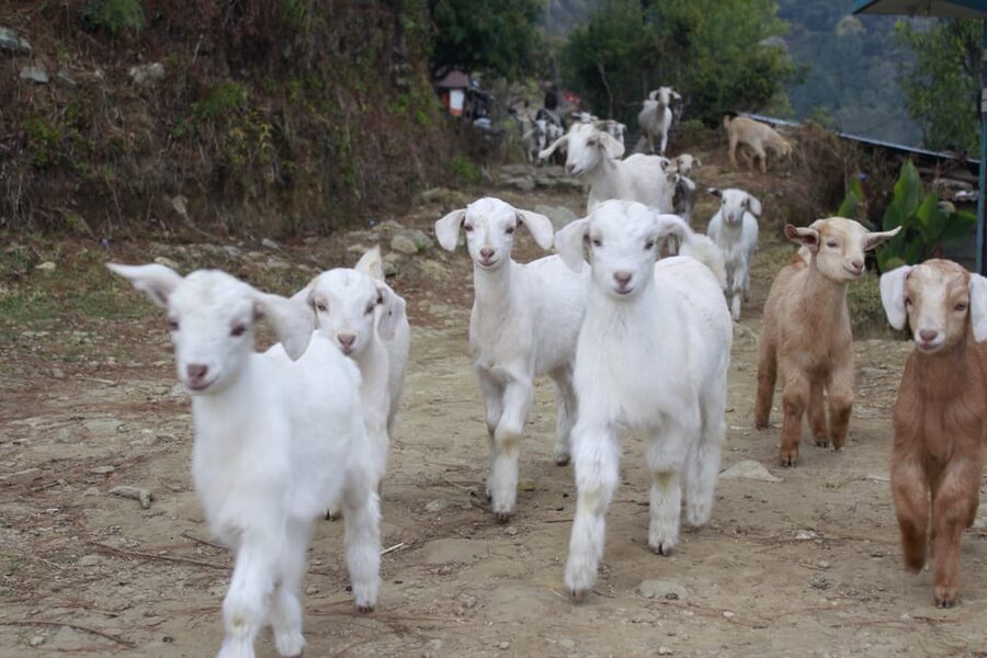 Pokhara: One night camping, campfire stay at Australian camp - Walking back to Pokhara